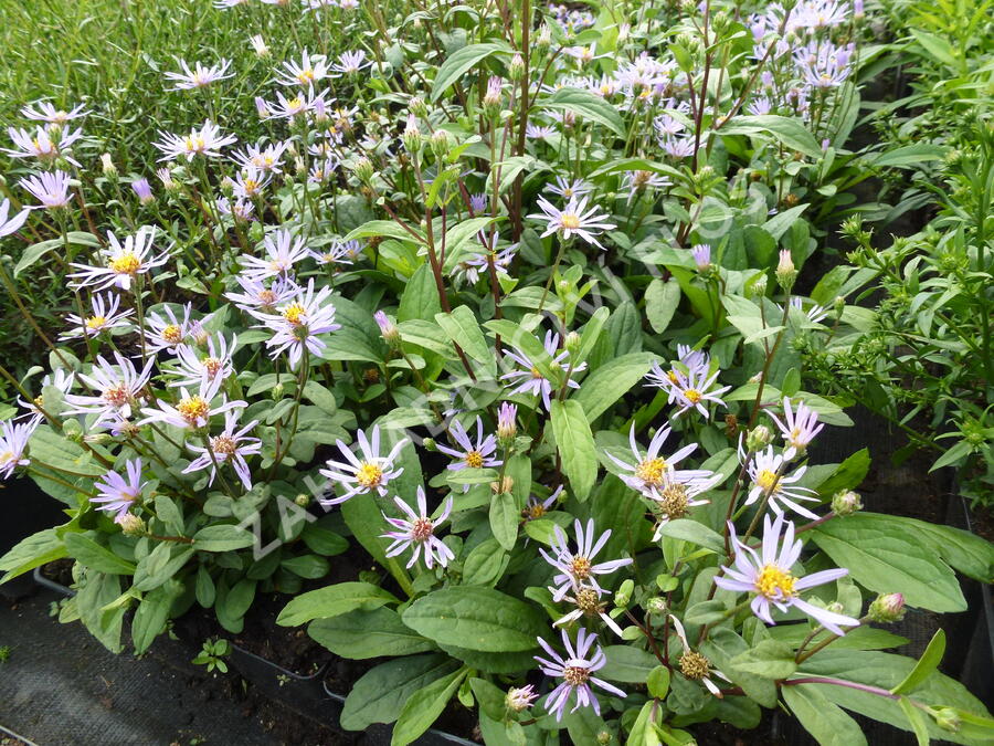 Hvězdnice 'August Sky' - Aster radula 'August Sky'