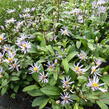Hvězdnice 'August Sky' - Aster radula 'August Sky'