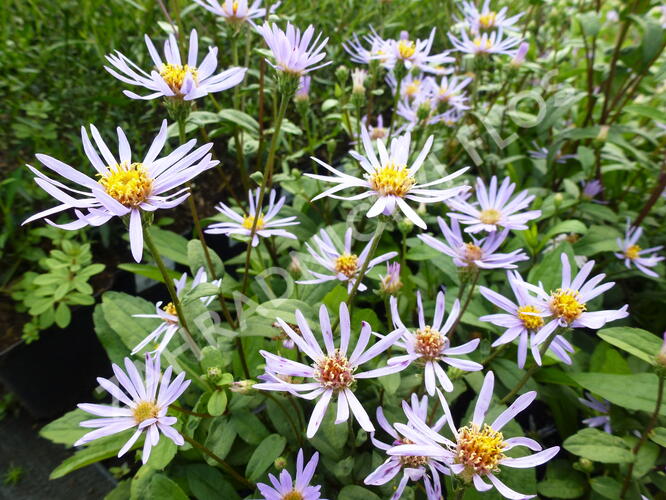 Hvězdnice 'August Sky' - Aster radula 'August Sky'