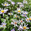 Hvězdnice 'August Sky' - Aster radula 'August Sky'