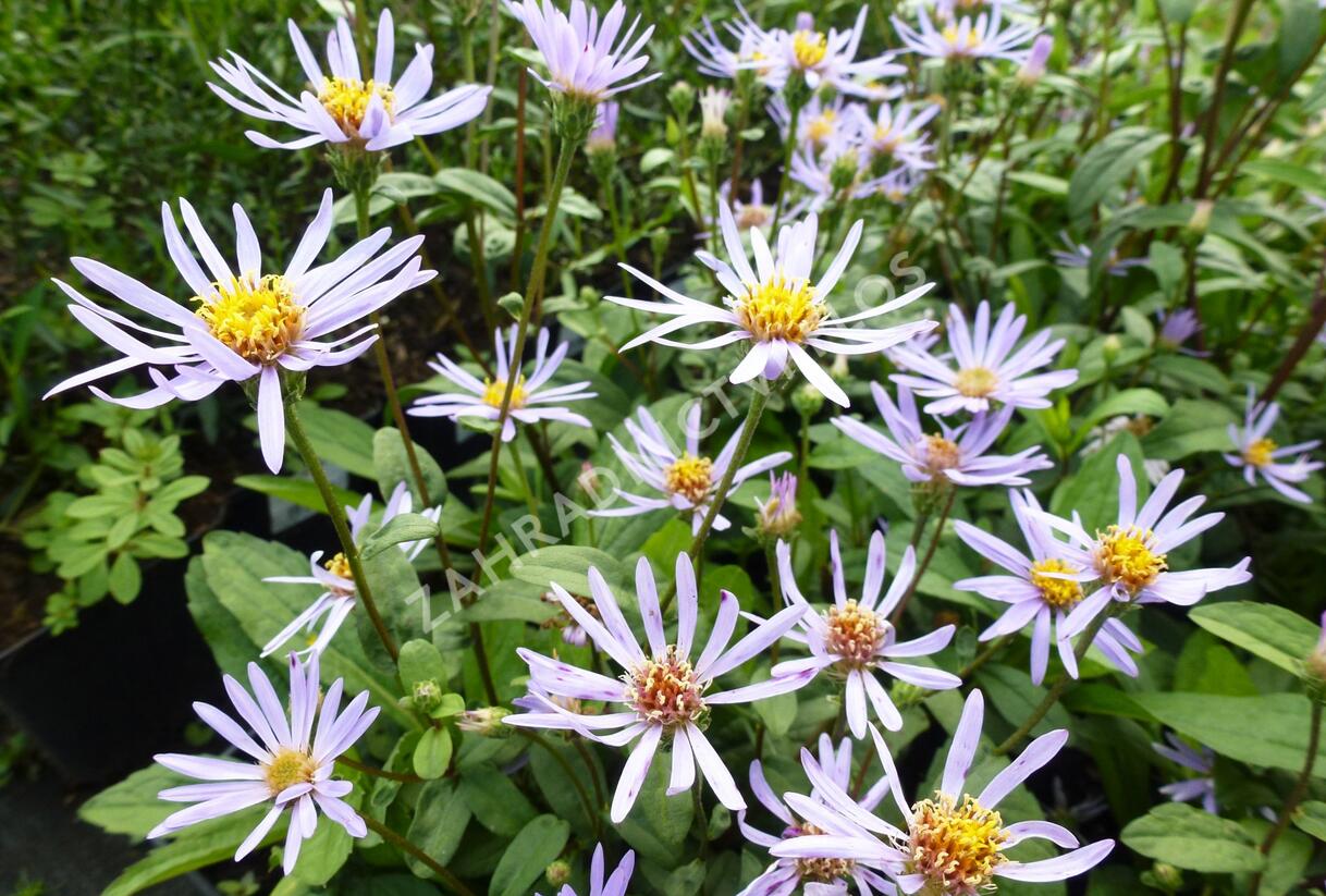 Hvězdnice 'August Sky' - Aster radula 'August Sky'