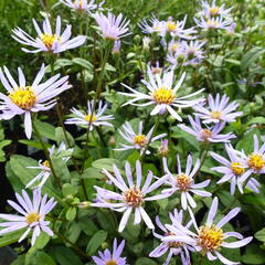 Hvězdnice 'August Sky' - Aster radula 'August Sky'