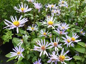 Hvězdnice 'August Sky' - Aster radula 'August Sky'