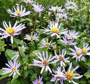 Hvězdnice 'August Sky' - Aster radula 'August Sky'