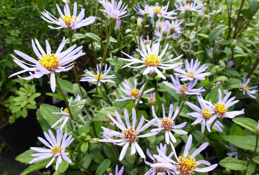 Hvězdnice 'August Sky' - Aster radula 'August Sky'