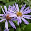 Hvězdnice 'August Sky' - Aster radula 'August Sky'