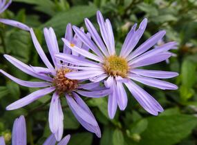 Hvězdnice 'August Sky' - Aster radula 'August Sky'