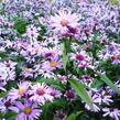 Hvězdnice pyrenejská 'Lutetia' - Aster pyrenaeus 'Lutetia'