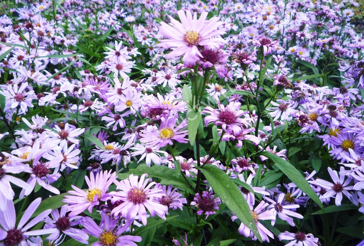 Hvězdnice pyrenejská 'Lutetia' - Aster pyrenaeus 'Lutetia'