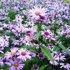 Hvězdnice pyrenejská 'Lutetia' - Aster pyrenaeus 'Lutetia'