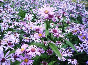 Hvězdnice pyrenejská 'Lutetia' - Aster pyrenaeus 'Lutetia'