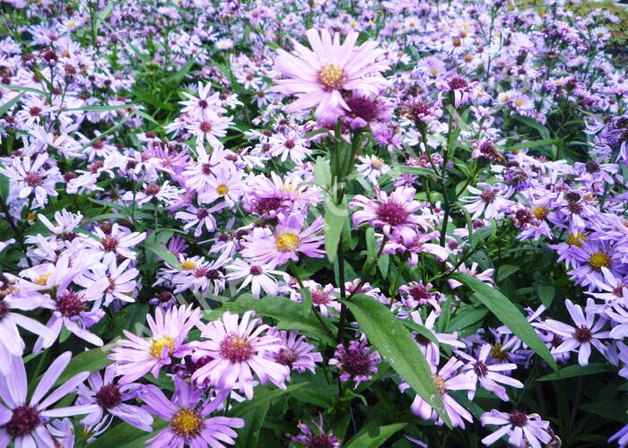 Hvězdnice pyrenejská 'Lutetia' - Aster pyrenaeus 'Lutetia'