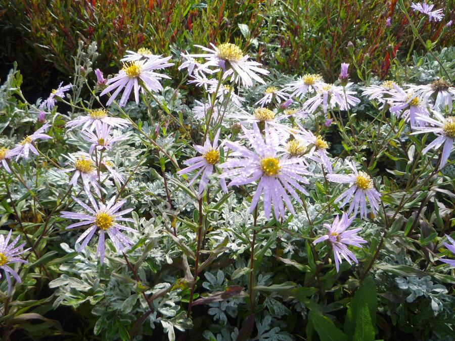 Hvězdnice pyrenejská 'Lutetia' - Aster pyrenaeus 'Lutetia'