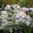 Hvězdnice pyrenejská 'Lutetia' - Aster pyrenaeus 'Lutetia'