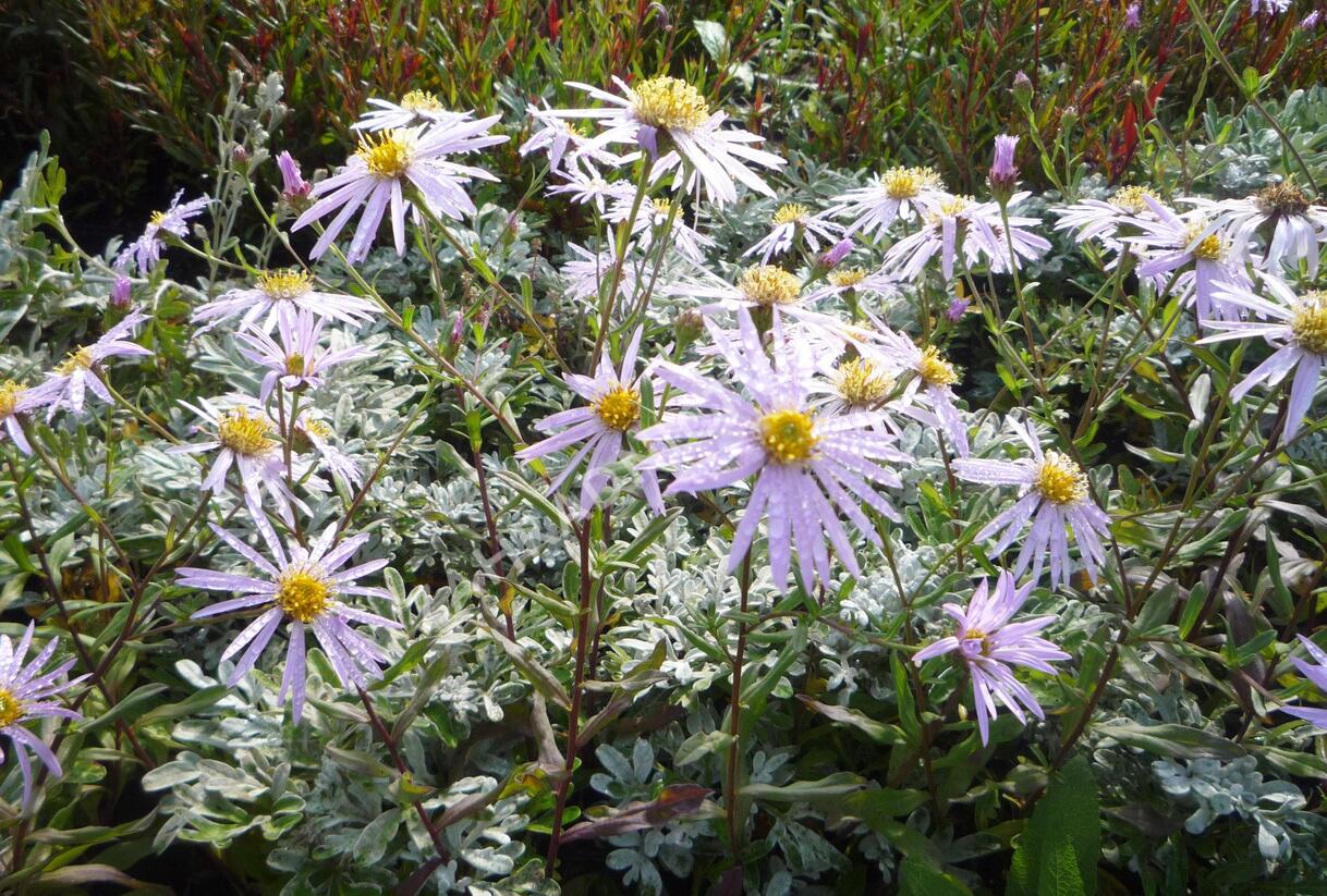 Hvězdnice pyrenejská 'Lutetia' - Aster pyrenaeus 'Lutetia'