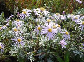 Hvězdnice pyrenejská 'Lutetia' - Aster pyrenaeus 'Lutetia'