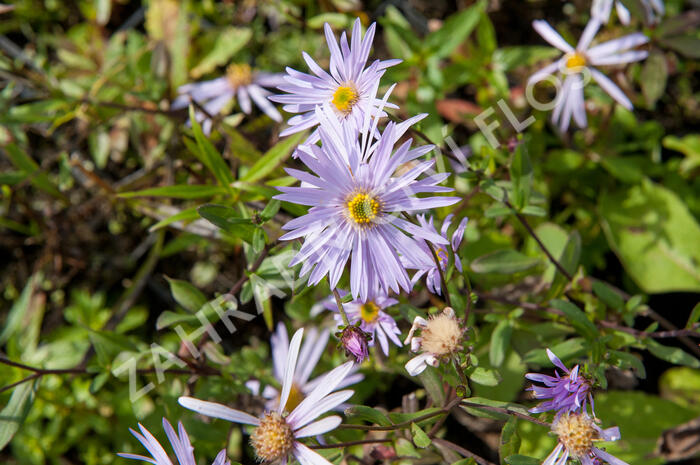 Hvězdnice pyrenejská 'Lutetia' - Aster pyrenaeus 'Lutetia'