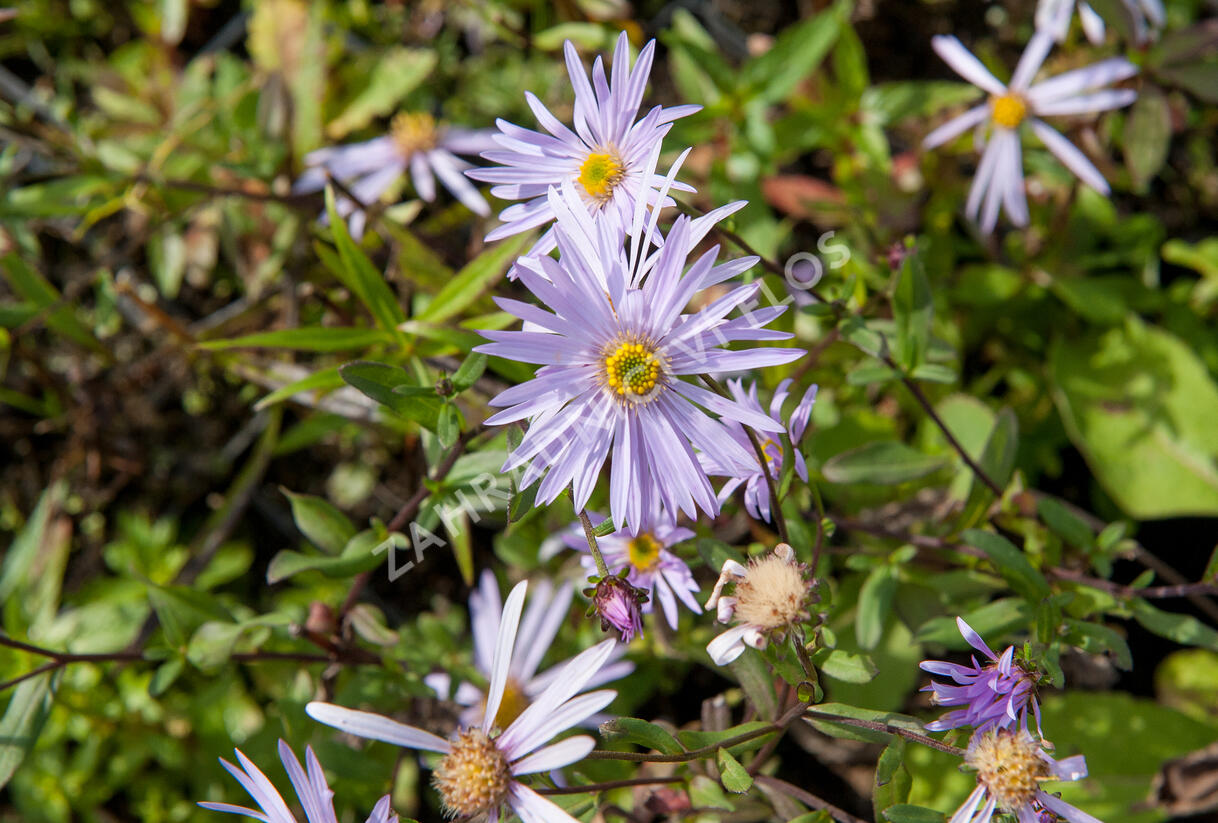 Hvězdnice pyrenejská 'Lutetia' - Aster pyrenaeus 'Lutetia'