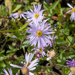 Hvězdnice pyrenejská 'Lutetia' - Aster pyrenaeus 'Lutetia'