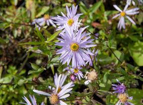 Hvězdnice pyrenejská 'Lutetia' - Aster pyrenaeus 'Lutetia'