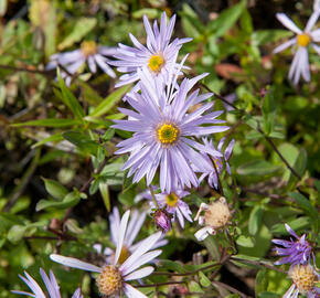 Hvězdnice pyrenejská 'Lutetia' - Aster pyrenaeus 'Lutetia'