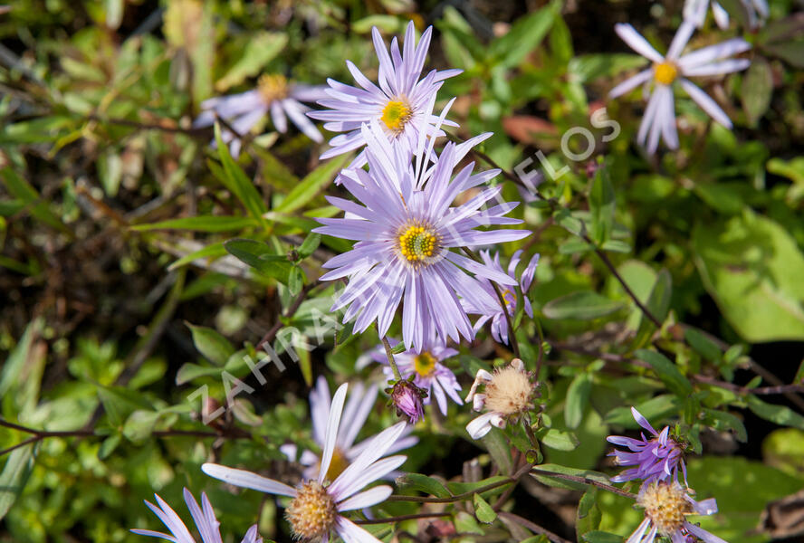 Hvězdnice pyrenejská 'Lutetia' - Aster pyrenaeus 'Lutetia'
