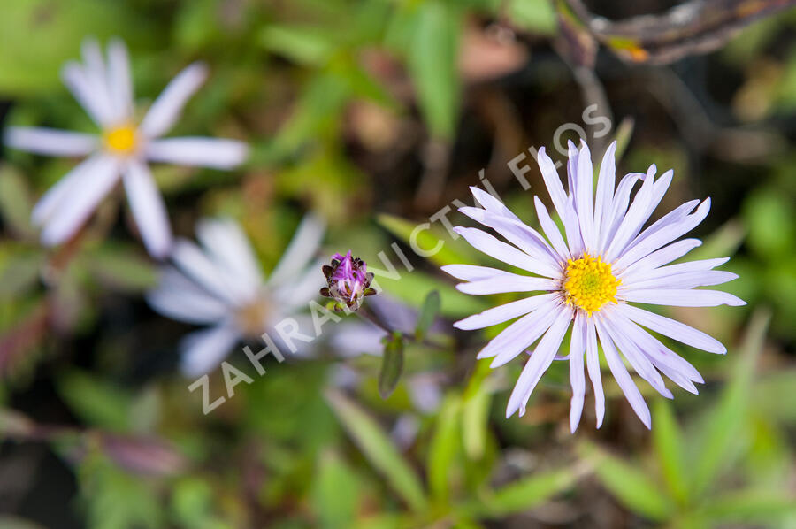 Hvězdnice pyrenejská 'Lutetia' - Aster pyrenaeus 'Lutetia'