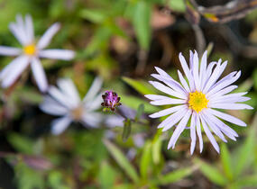 Hvězdnice pyrenejská 'Lutetia' - Aster pyrenaeus 'Lutetia'