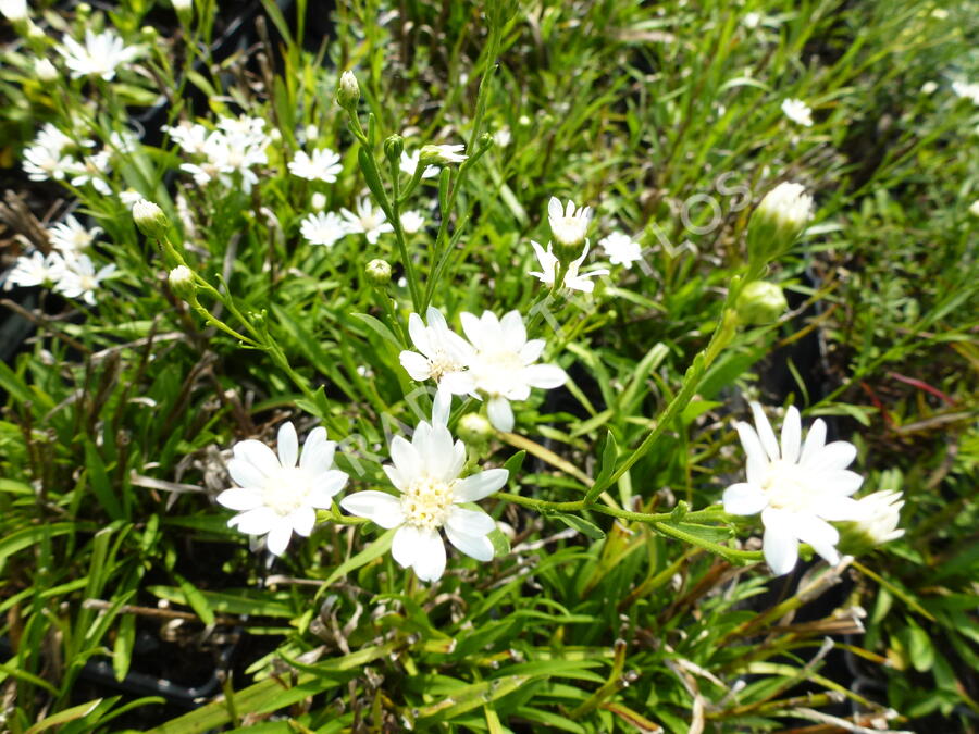Hvězdnice bertrámová 'Major' - Aster ptarmicoides 'Major'