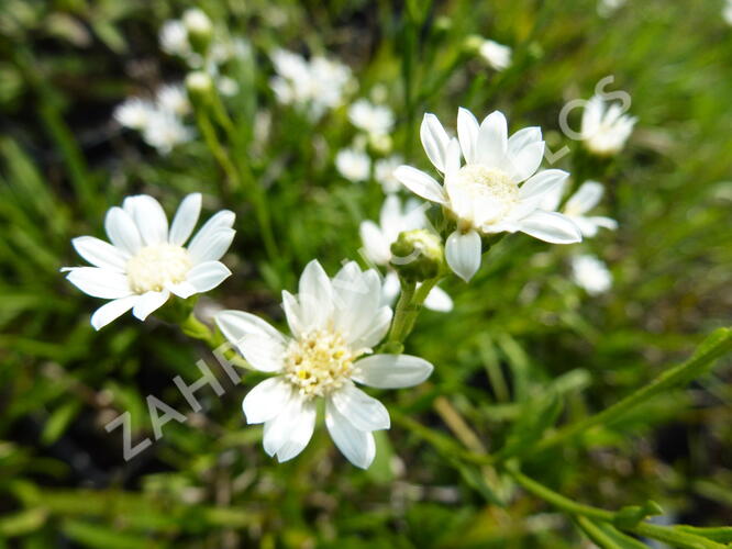 Hvězdnice bertrámová 'Major' - Aster ptarmicoides 'Major'