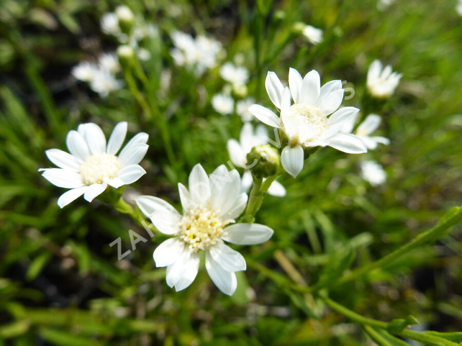 Hvězdnice bertrámová 'Major' - Aster ptarmicoides 'Major'