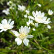 Hvězdnice bertrámová 'Major' - Aster ptarmicoides 'Major'