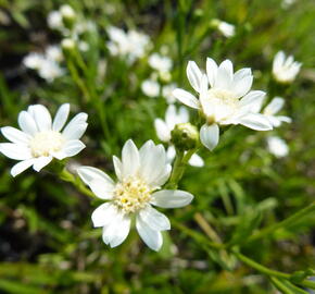 Hvězdnice bertrámová 'Major' - Aster ptarmicoides 'Major'