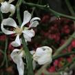 Citronečník trojlistý - Poncirus trifoliata