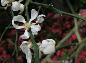 Citronečník trojlistý - Poncirus trifoliata
