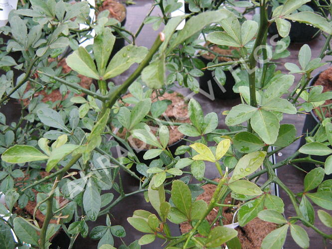 Citronečník trojlistý - Poncirus trifoliata