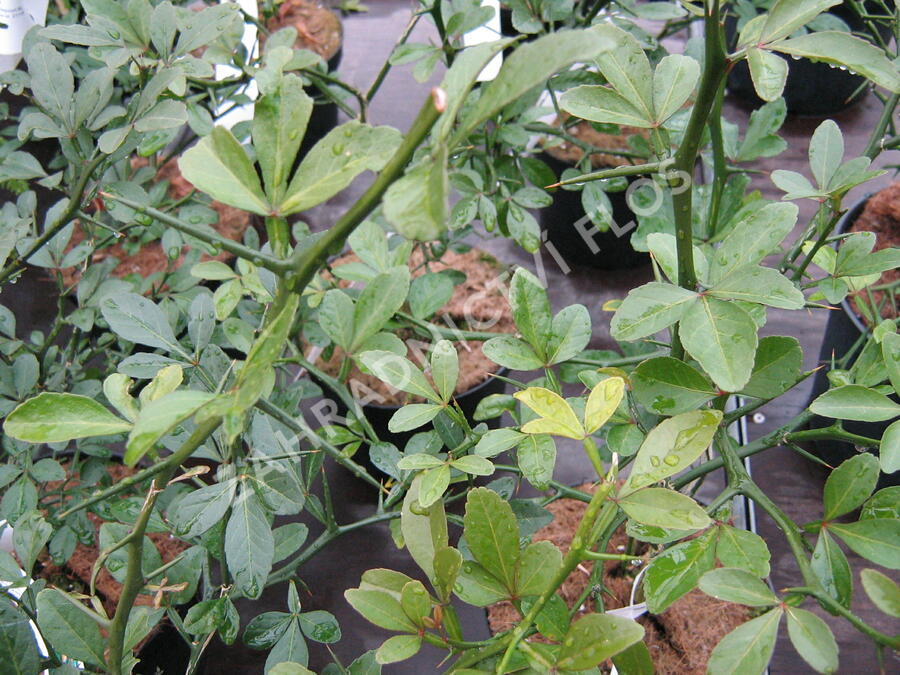 Citronečník trojlistý - Poncirus trifoliata