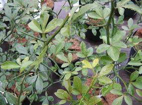 Citronečník trojlistý - Poncirus trifoliata