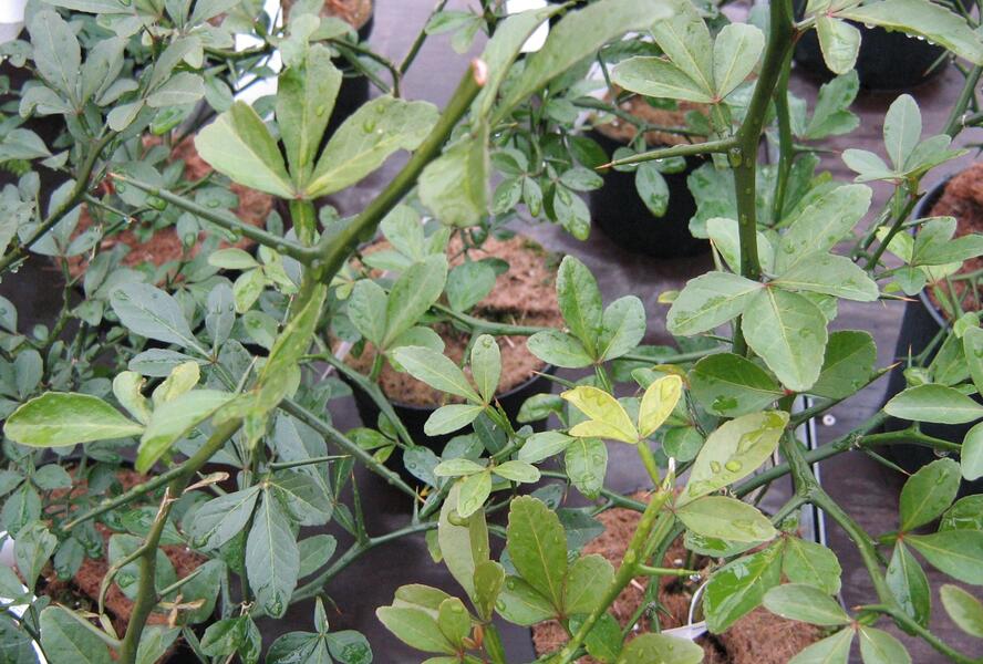 Citronečník trojlistý - Poncirus trifoliata