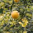 Citronečník trojlistý - Poncirus trifoliata