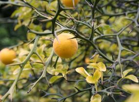 Citronečník trojlistý - Poncirus trifoliata