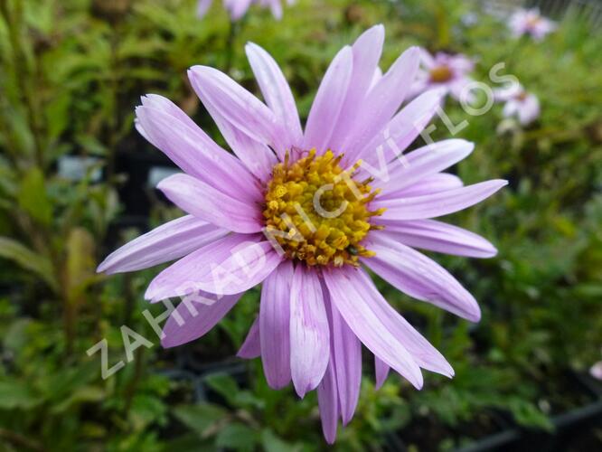 Hvězdnice Pringleova 'Rosalind' - Aster pringlei 'Rosalind'