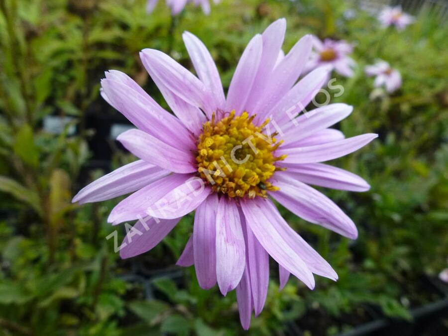 Hvězdnice Pringleova 'Rosalind' - Aster pringlei 'Rosalind'