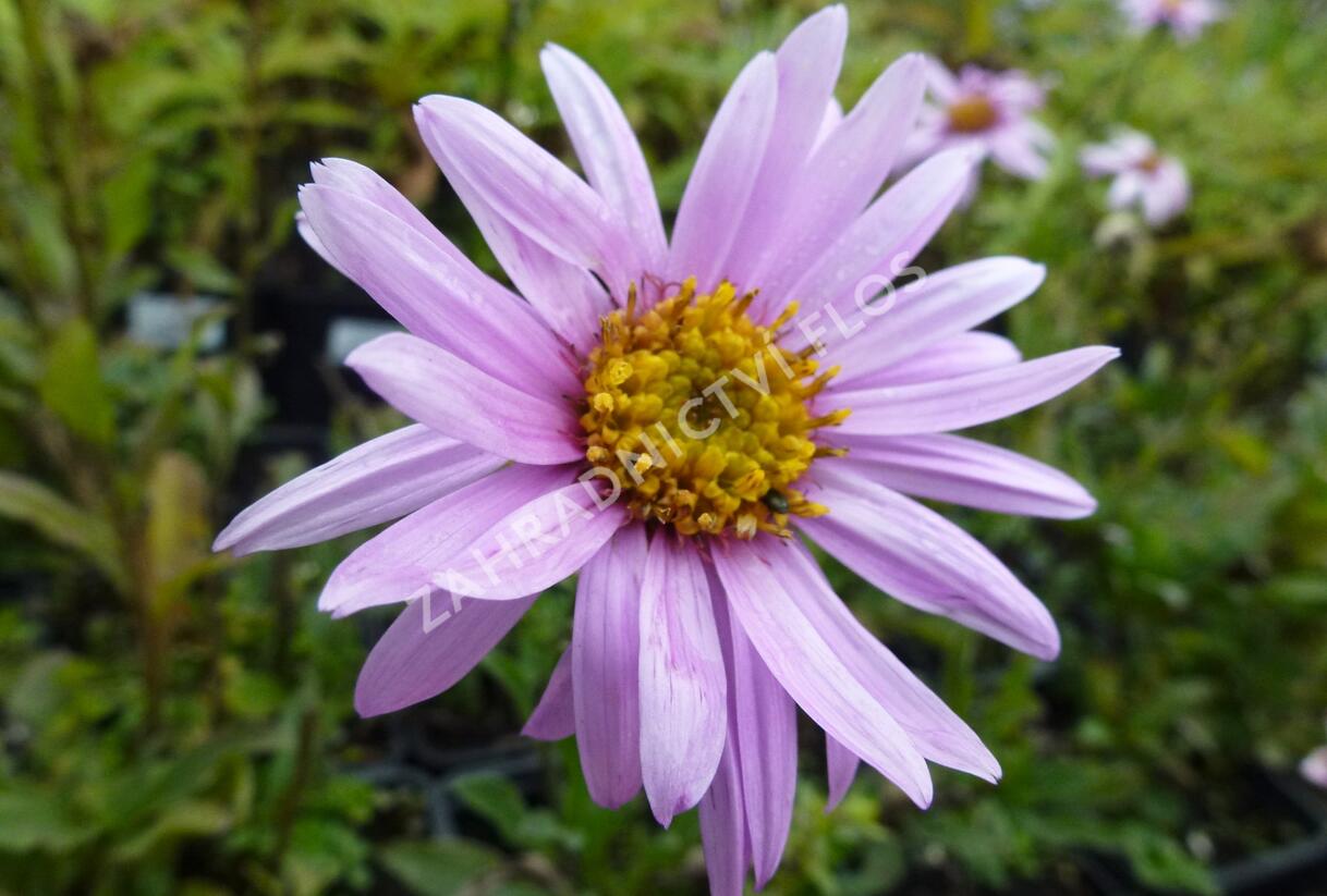 Hvězdnice Pringleova 'Rosalind' - Aster pringlei 'Rosalind'