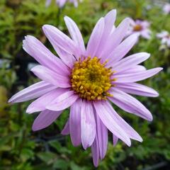 Hvězdnice Pringleova 'Rosalind' - Aster pringlei 'Rosalind'