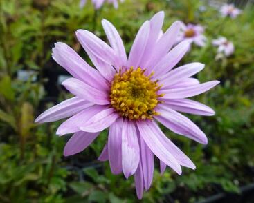 Hvězdnice Pringleova 'Rosalind'