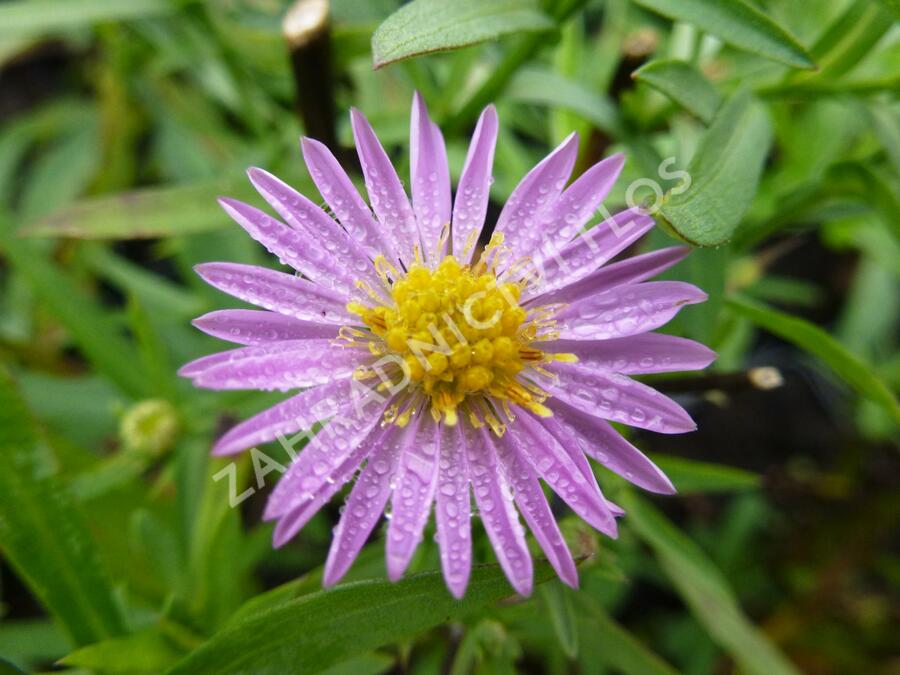 Hvězdnice Pringleova 'Rosalind' - Aster pringlei 'Rosalind'