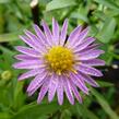 Hvězdnice Pringleova 'Rosalind' - Aster pringlei 'Rosalind'