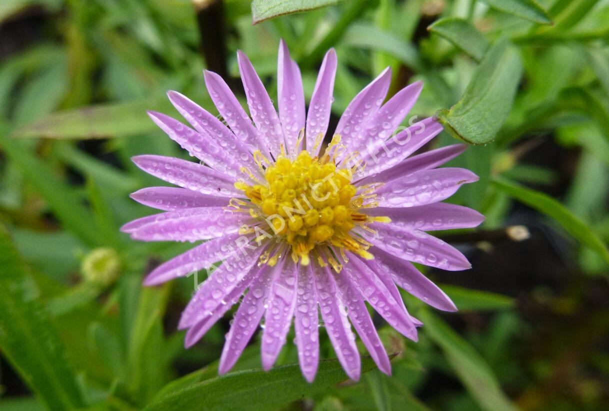Hvězdnice Pringleova 'Rosalind' - Aster pringlei 'Rosalind'