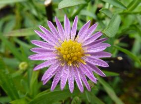 Hvězdnice Pringleova 'Rosalind' - Aster pringlei 'Rosalind'